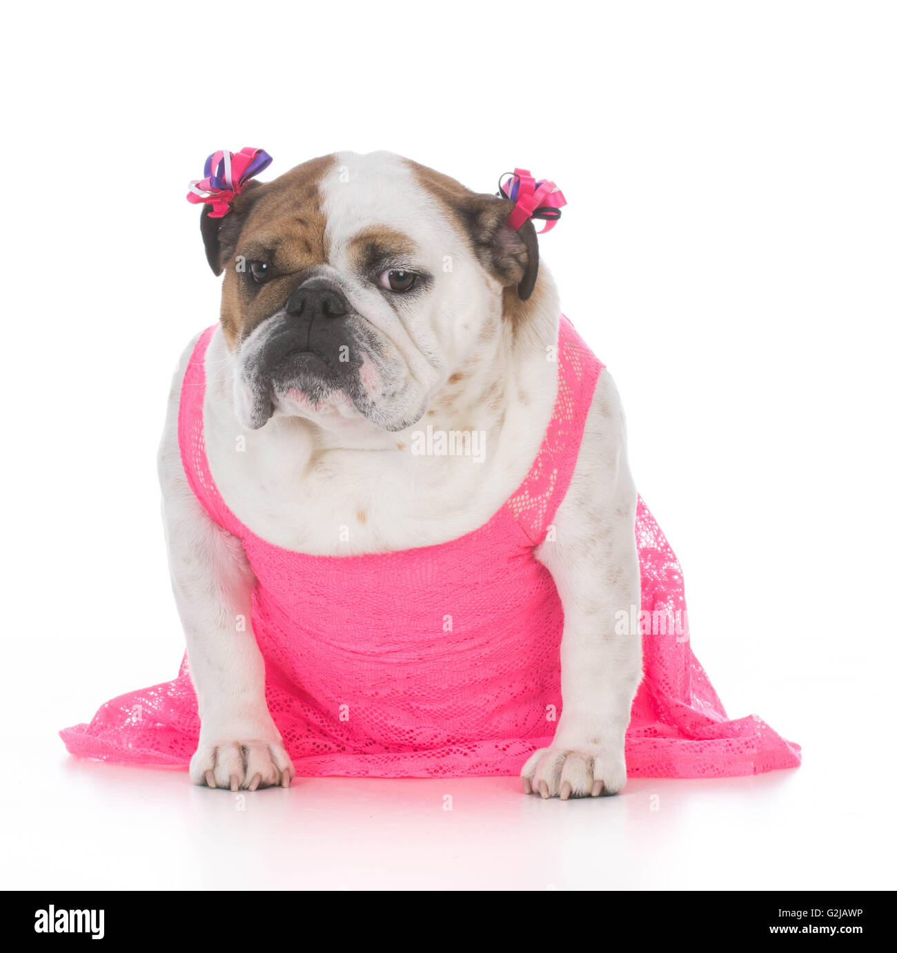 female english bulldog wearing a pink dress isolated on white background  Stock Photo - Alamy