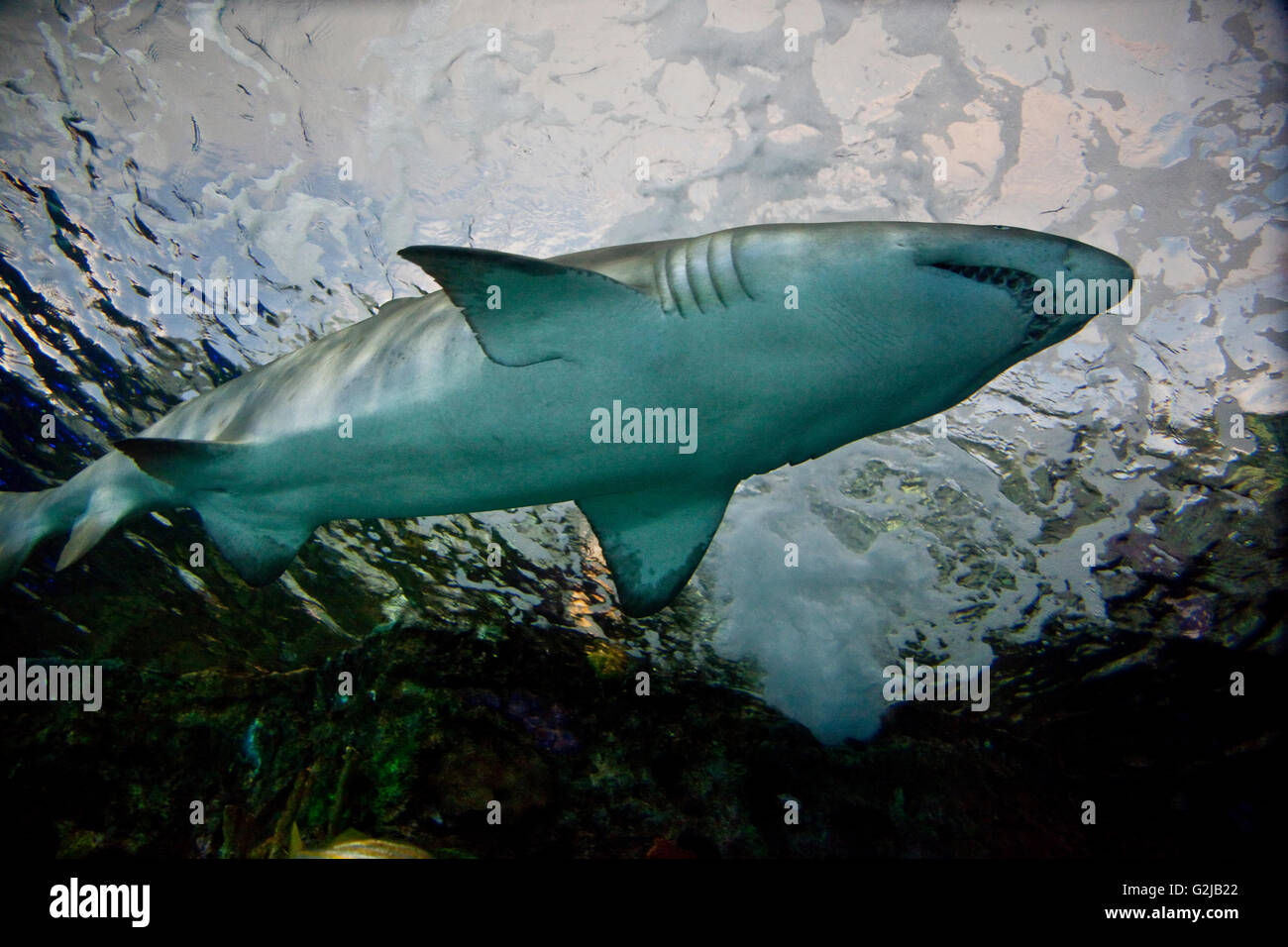 Shark swims by in Dangerous Lagoon at Riply's Aqarium of Canada at base of CN Tower, Toronto, Canada. Stock Photo