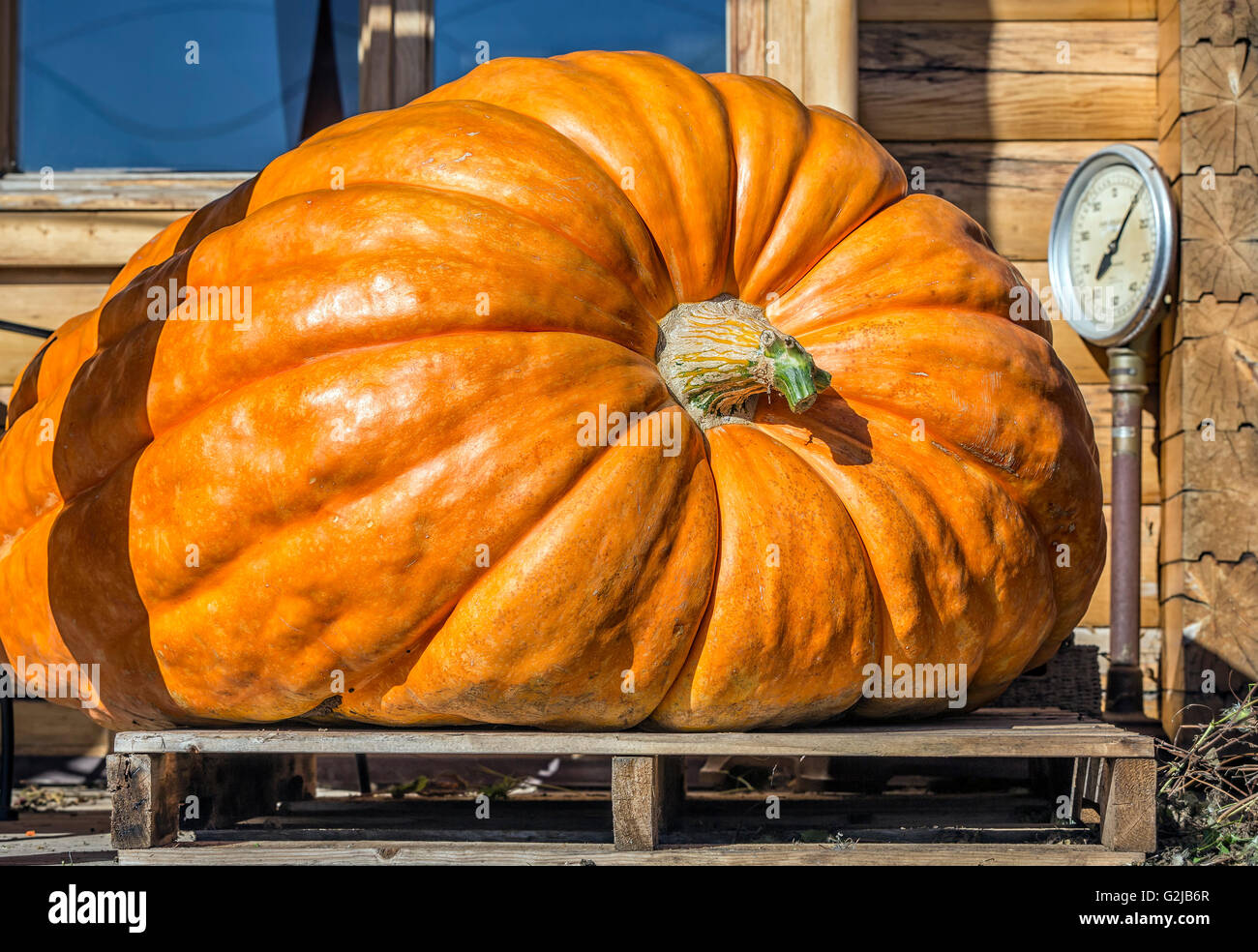 Giant pumpkin hi-res stock photography and images - Alamy