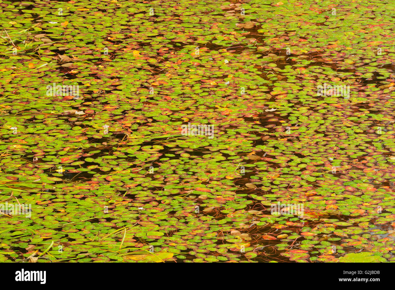 Pattern of water lilies in autumn, Baysville, Ontario, Canada Stock Photo