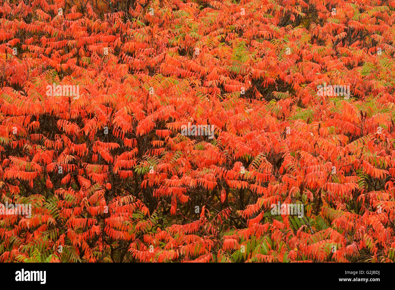 Sumac in autumn color, Baysville, Ontario, Canada Stock Photo