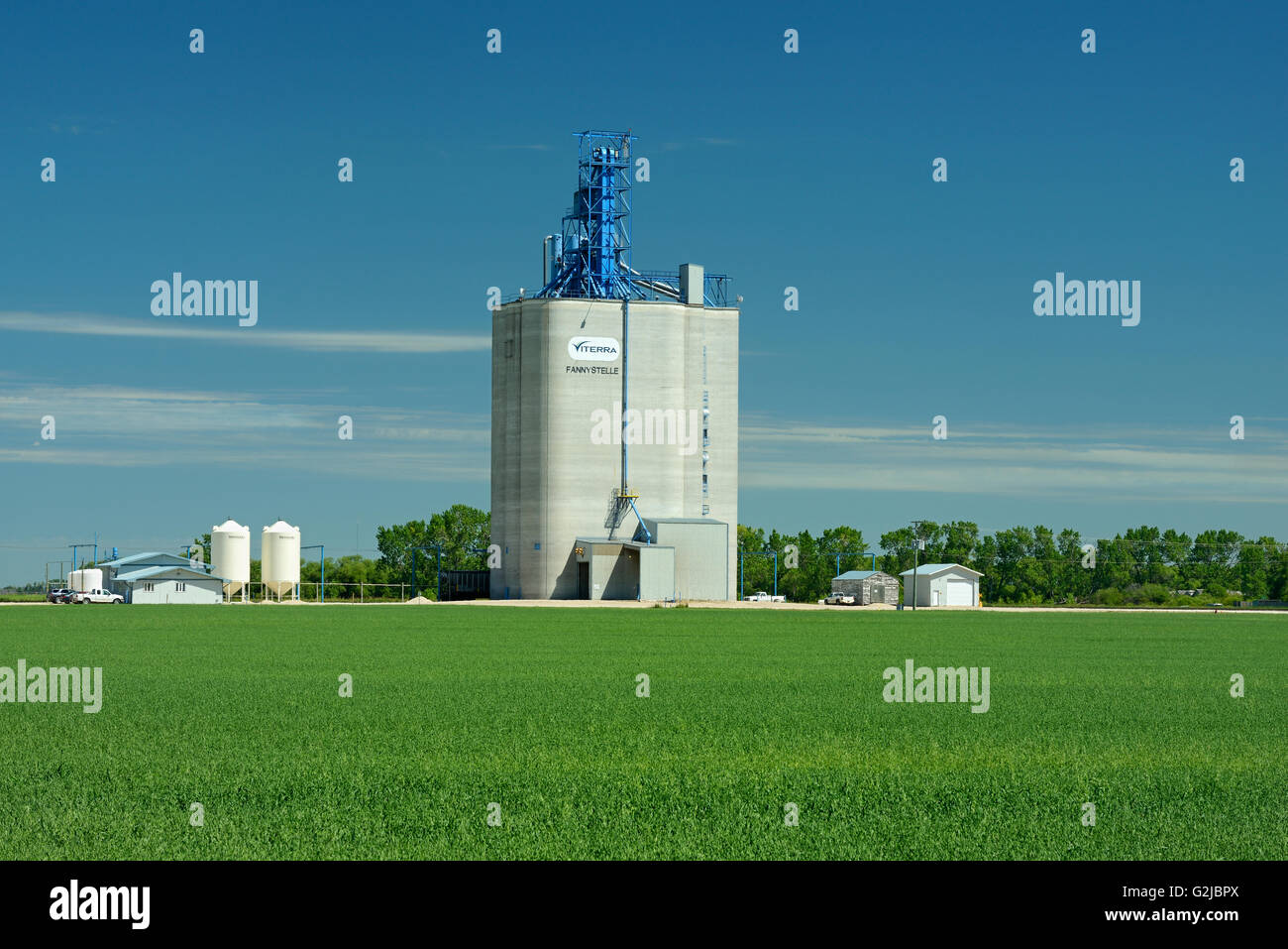 Hightroughput grain elevator and young cereal crop, Fannystelle, Manitoba, Canada Stock Photo