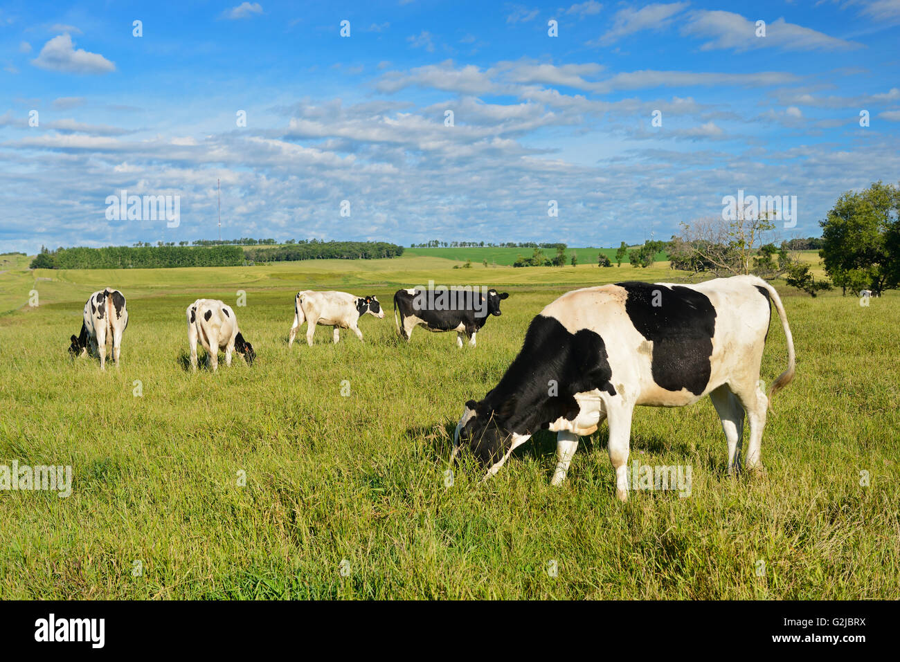 Dairy cows in pasture Holland, Manitoba, Canada Stock Photo