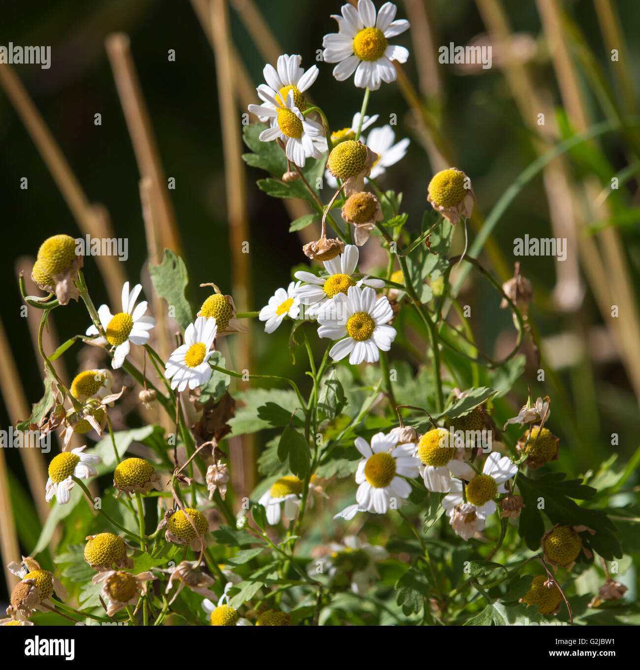 Pretty small  white flowers and seed heads of Pyrethrum  Tanacetum cinerariifolium  cinerariifolium a useful  perennial herb . Stock Photo