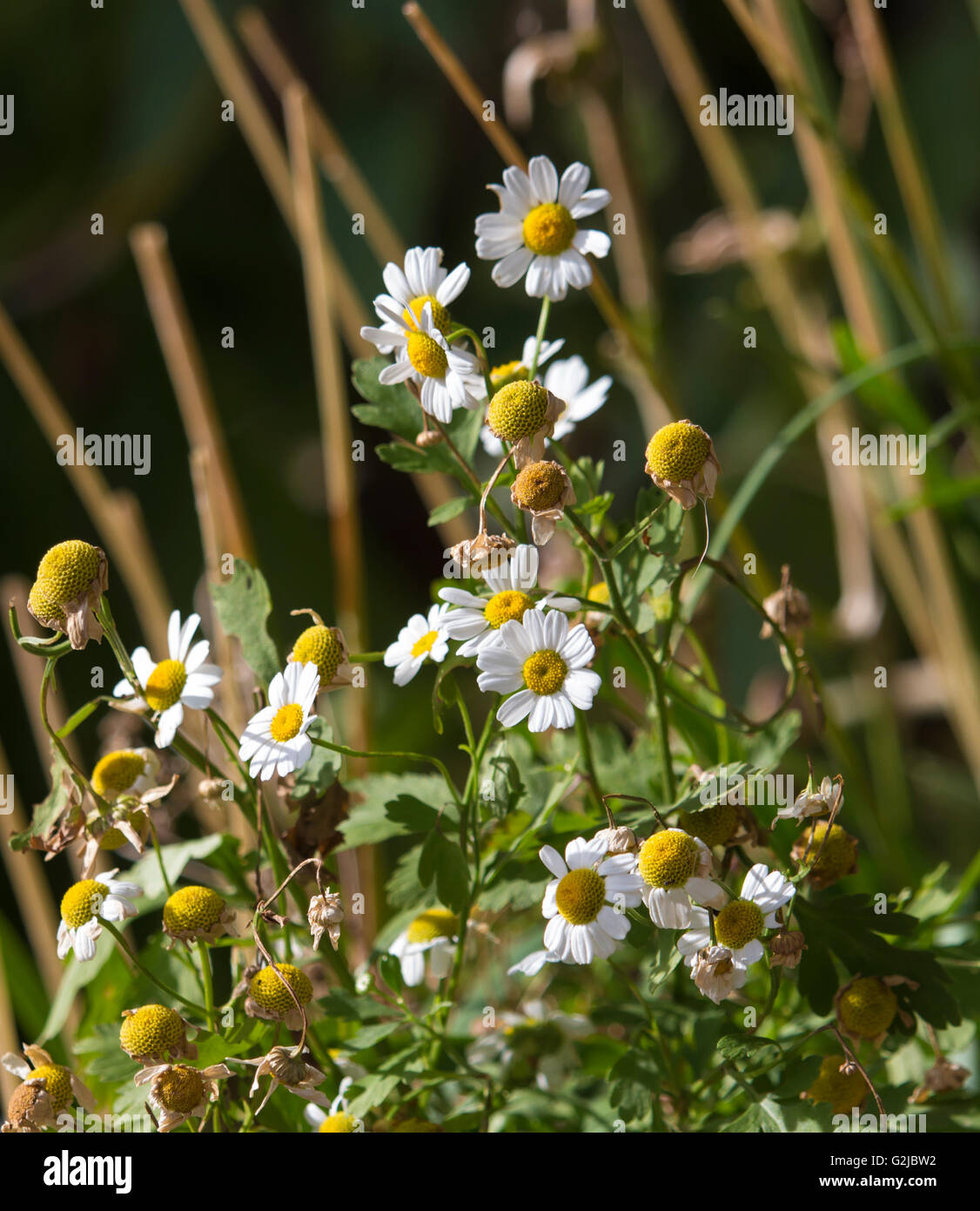 Pretty small  white flowers and seed heads of Pyrethrum  Tanacetum cinerariifolium  cinerariifolium a useful  perennial herb . Stock Photo
