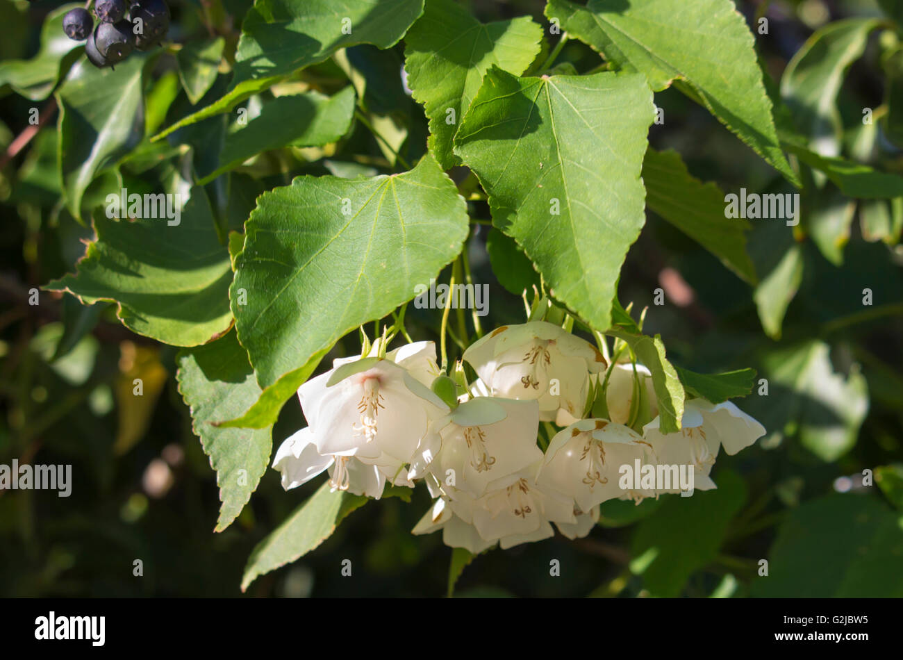 Delicate hanging dainty fragrant white cup shaped ornamental drooping flowers of  Dombeya natalensis  Natal Wedding Flower blooming in late autumn. Stock Photo