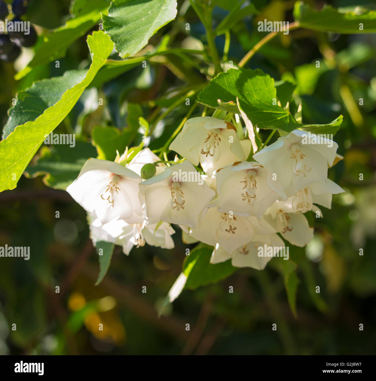 Dainty fragrant white cup shaped ornamental drooping flowers of Stock
