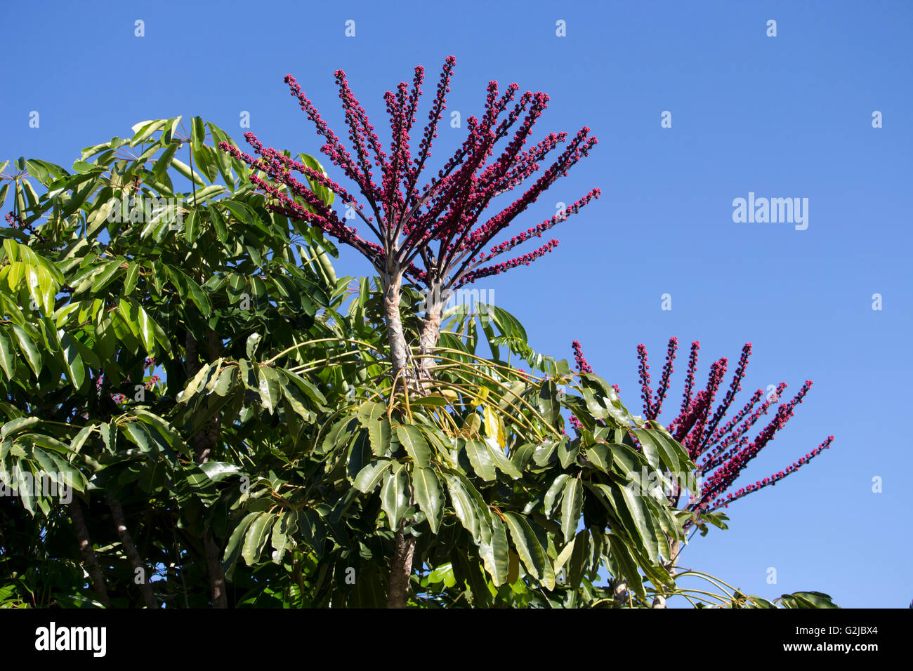 Purple flower spikes of  a decorative  Queensland Australia  Umbrella tree Schefflera actinophylla, in early winter are showy. Stock Photo