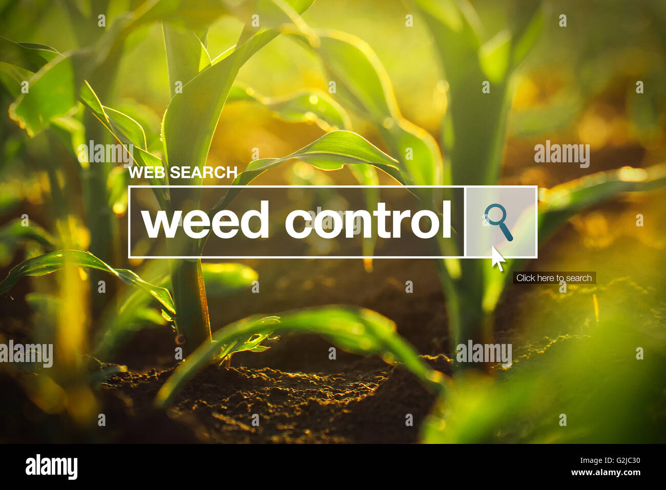 Weed control in internet browser search box, maize field in background Stock Photo