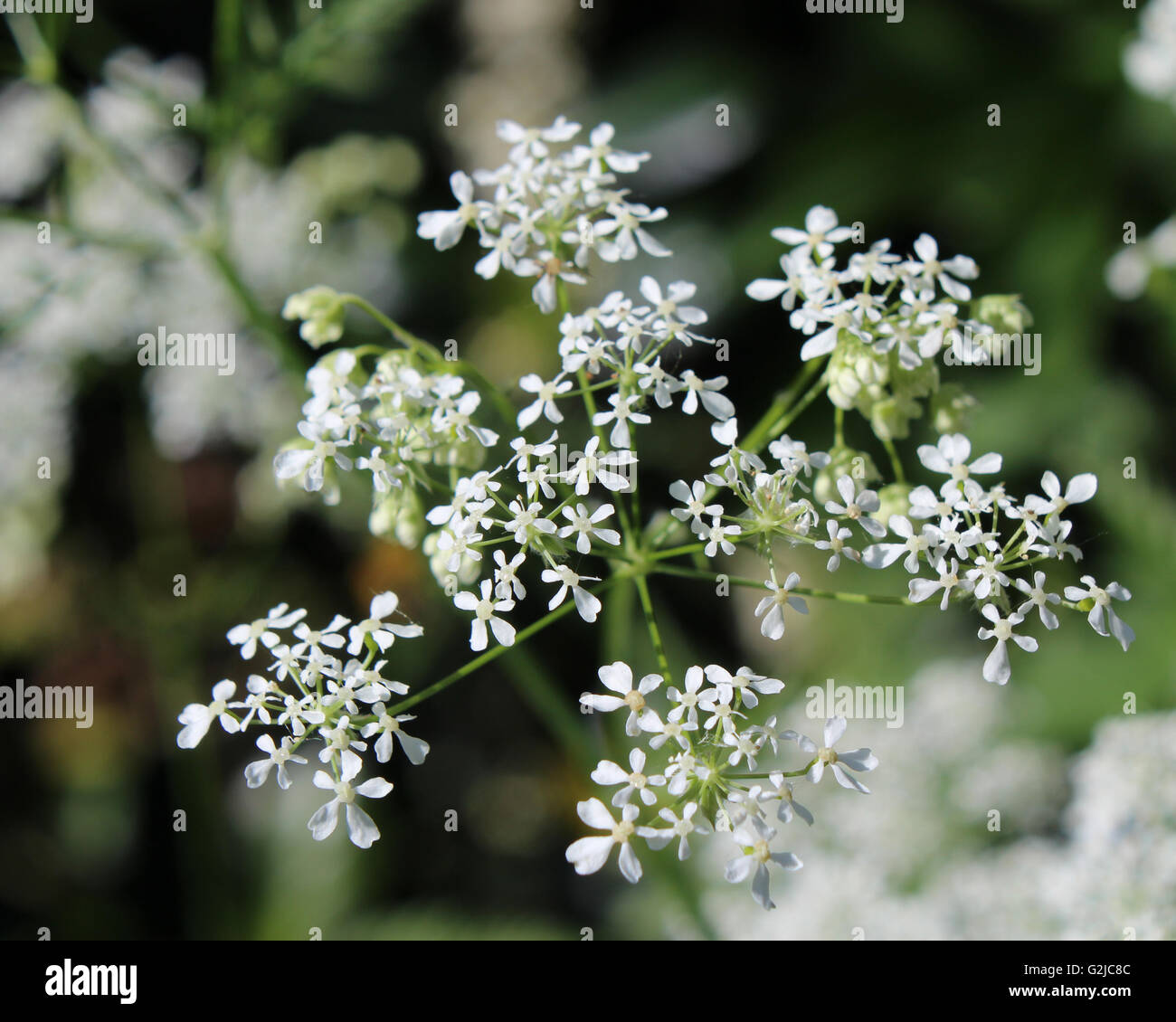 The dainty white flowers of Daucus carota also known as Wild Carrot or Queen Anne's Lace. Stock Photo