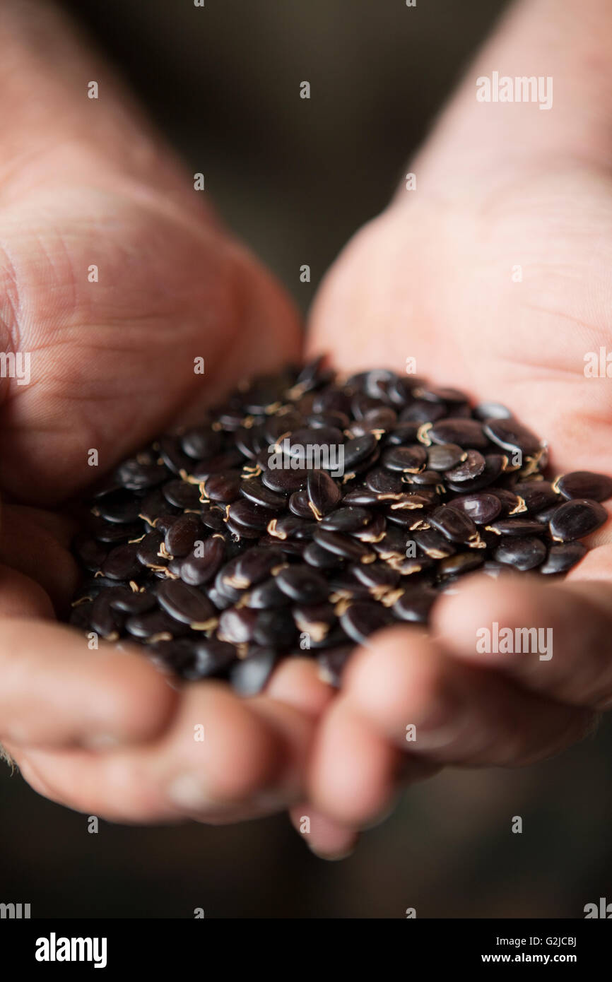 Seed collection, Hawaiian Legacy Hardwood, Kukaiau Ranch, Mauna Kea