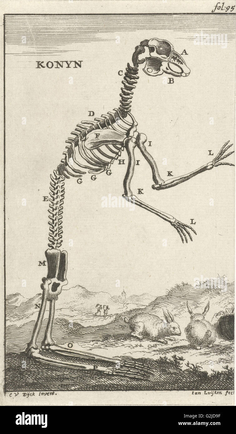 Rabbit skeleton hi-res stock photography and images - Alamy