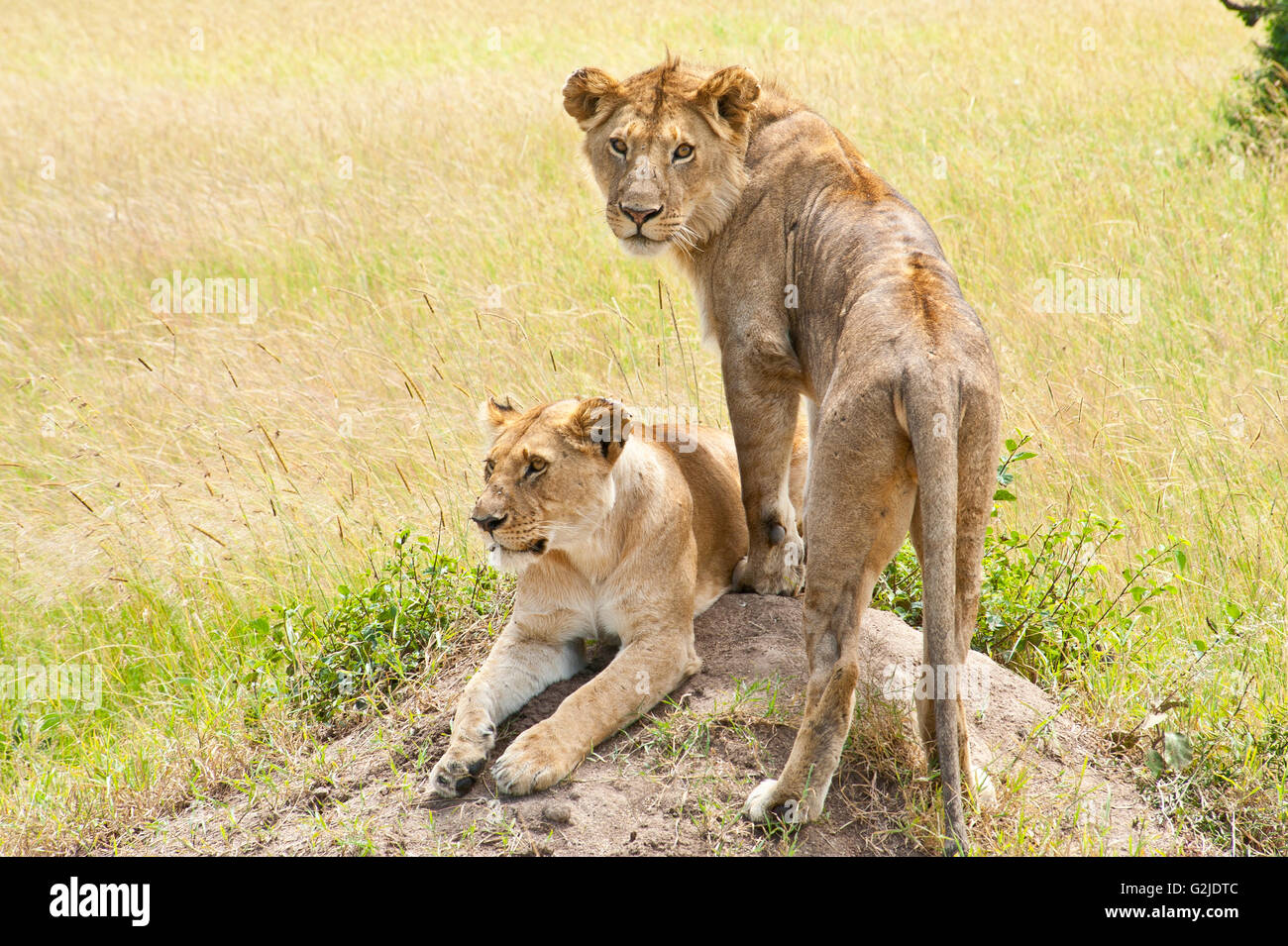 Lion and Lioness in the Masai Mara Stock Photo