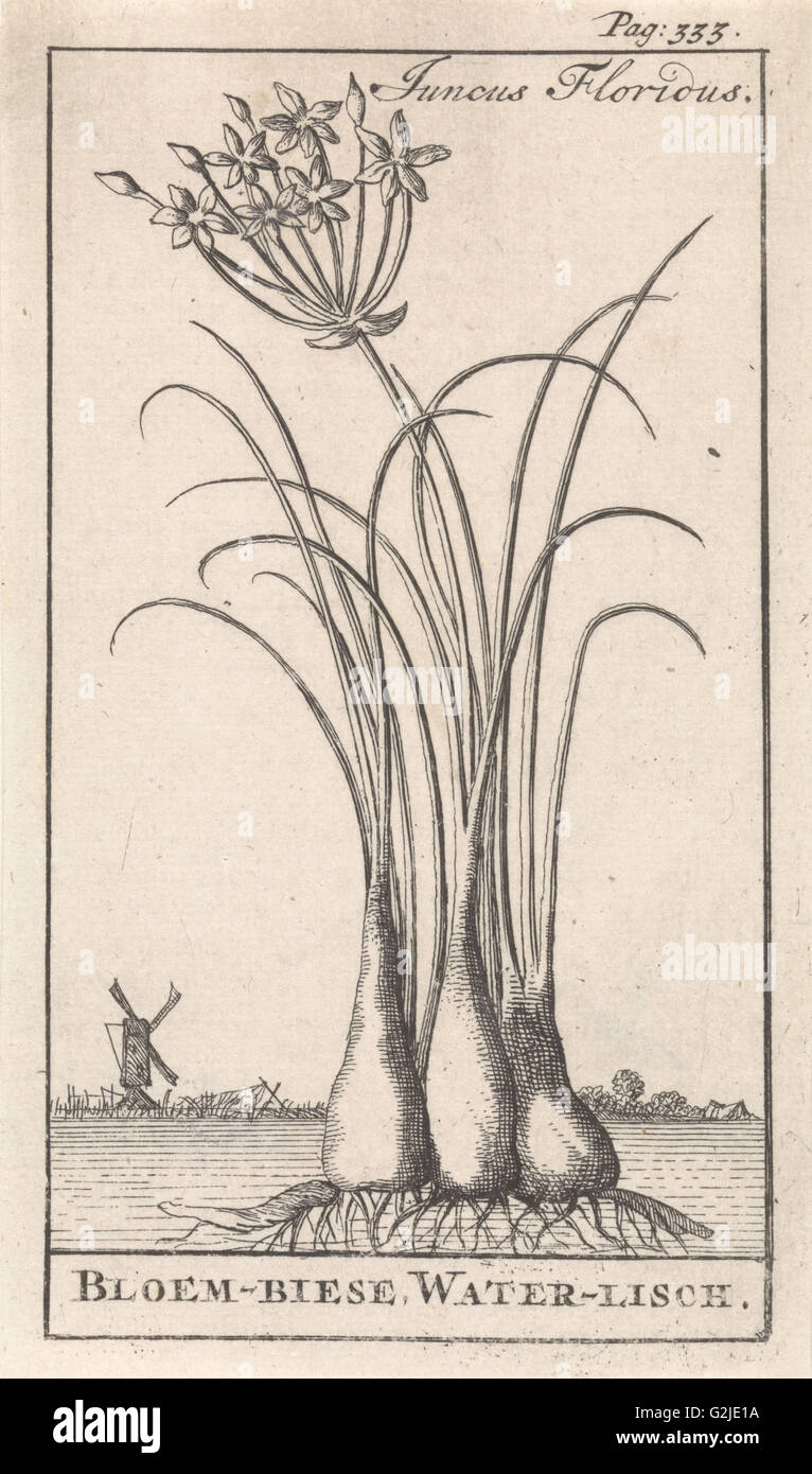 Common spike-rush, creeping spike-rush or marsh spike-rush, Eleocharis palustris, Caspar Luyken, Jan Claesz ten Hoorn, 1698 Stock Photo