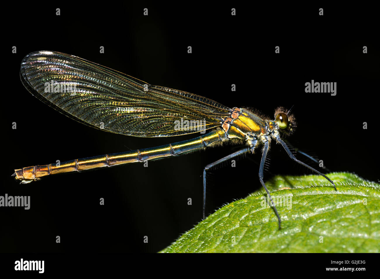 Banded demoiselle (Calopteryx splendens) female. Damselfly with metallic blue-green body, family Calopterygidae Stock Photo