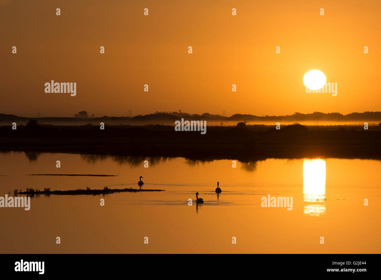 Summer sunrise over the water with swans in silhouette, Rye Harbour Nature Reserve, East Sussex Stock Photo