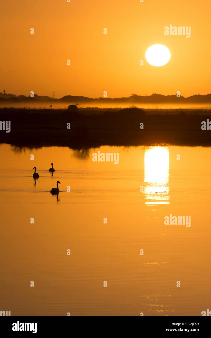 Summer sunrise over the water with swans in silhouette, Rye Harbour Nature Reserve, East Sussex Stock Photo