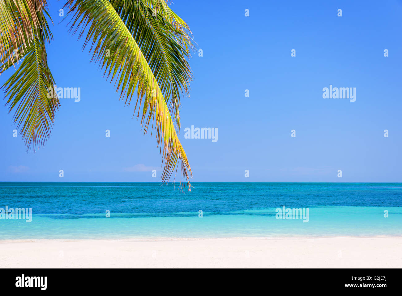 Beach with palm trees, caribbean sea Stock Photo