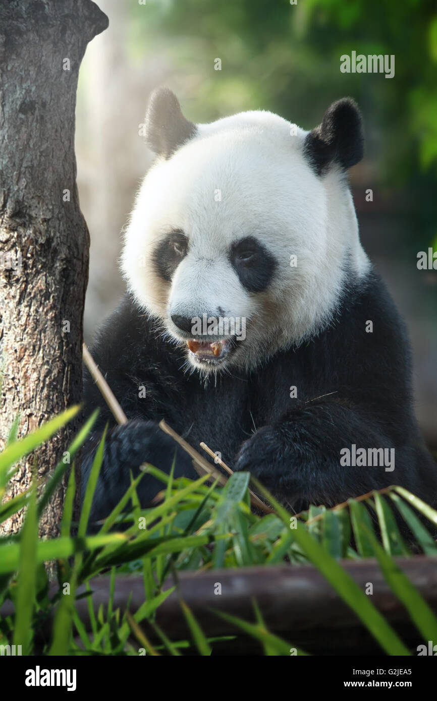Panda bear hires stock photography and images Alamy