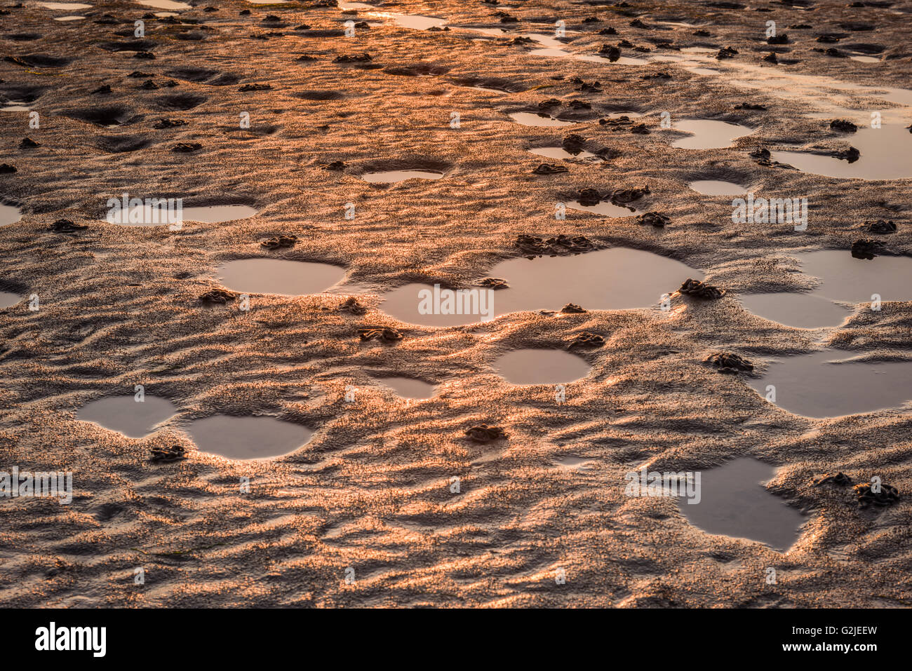 Worm Casts Stock Photo