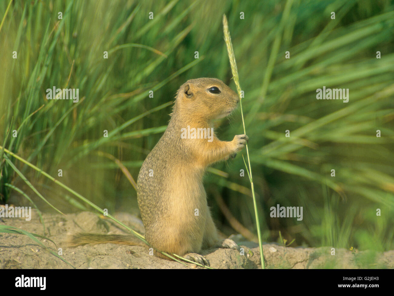 Richardson's Ground Squirrel (Urocitellus richardsonii) (Flickerail