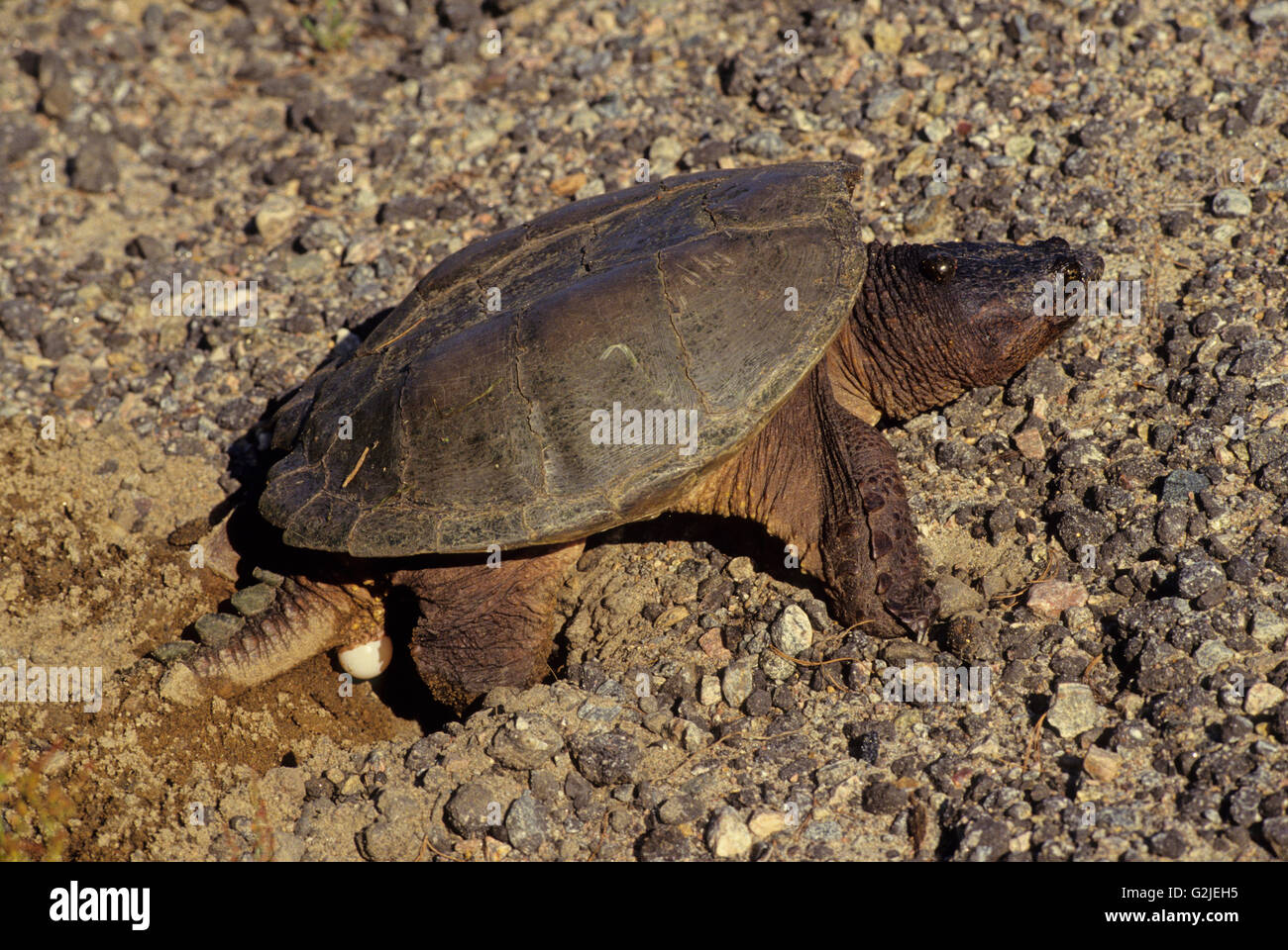 Snapping (Chelydra serpentina) Turtle laying eggs in Algonquin Provincial Park, Central Ontario, Canada. Stock Photo