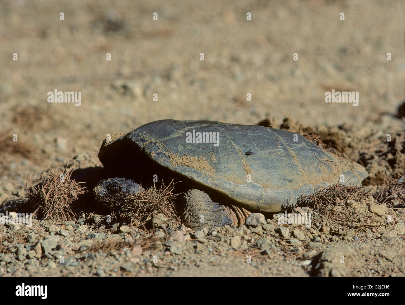 Snapping (Chelydra serpentina) Turtle laying eggs in Algonquin Provincial Park, Central Ontario, Canada. Stock Photo