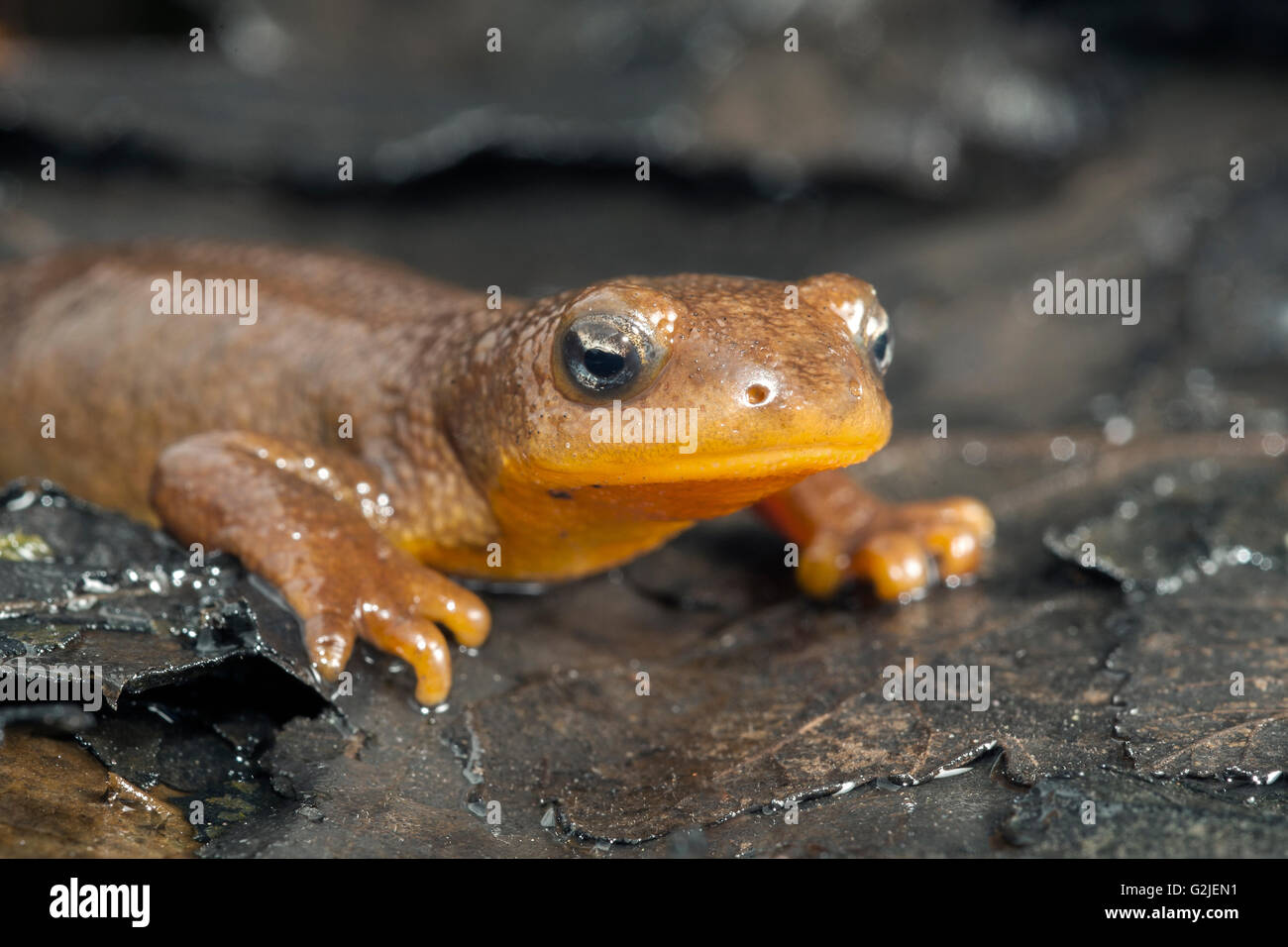 Female rough-skinned newt (Taricha granulosa), temperate rainforests ...