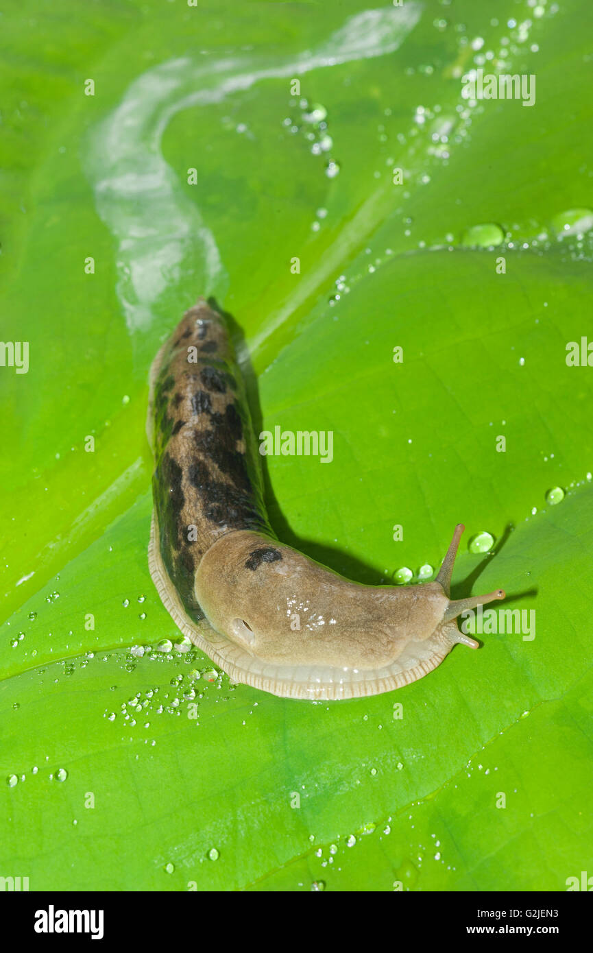 Banana slug (Ariolimax columbianus) with a slime trail, temperate rainforest, coastal British Columbia, Canada. Stock Photo