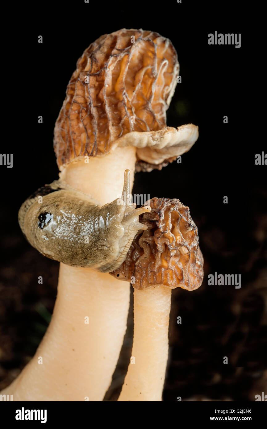 Banana slug (Ariolimax columbianus) feeding on morel mushroom
