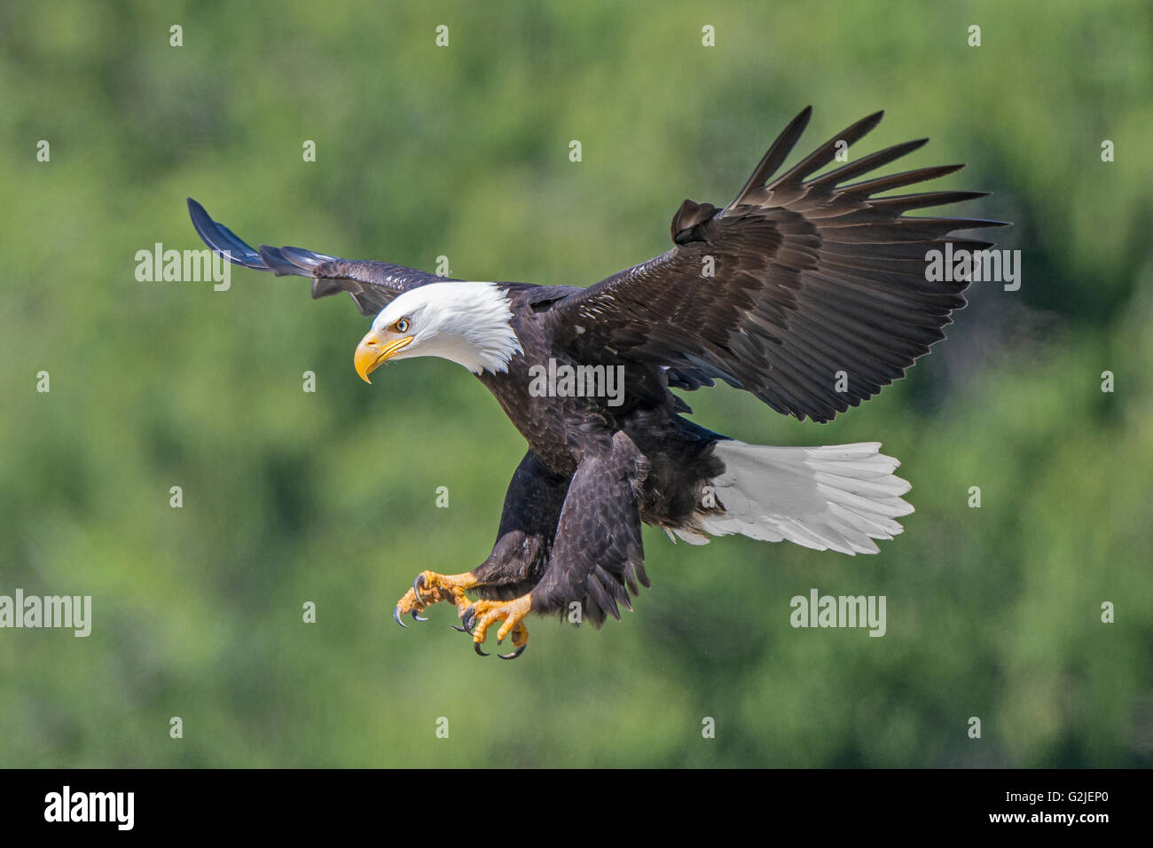 Adult bald eagle (Haliaeetus leucocephalus) landing, temperate rainforest, coastal British Columbia, Canada Stock Photo