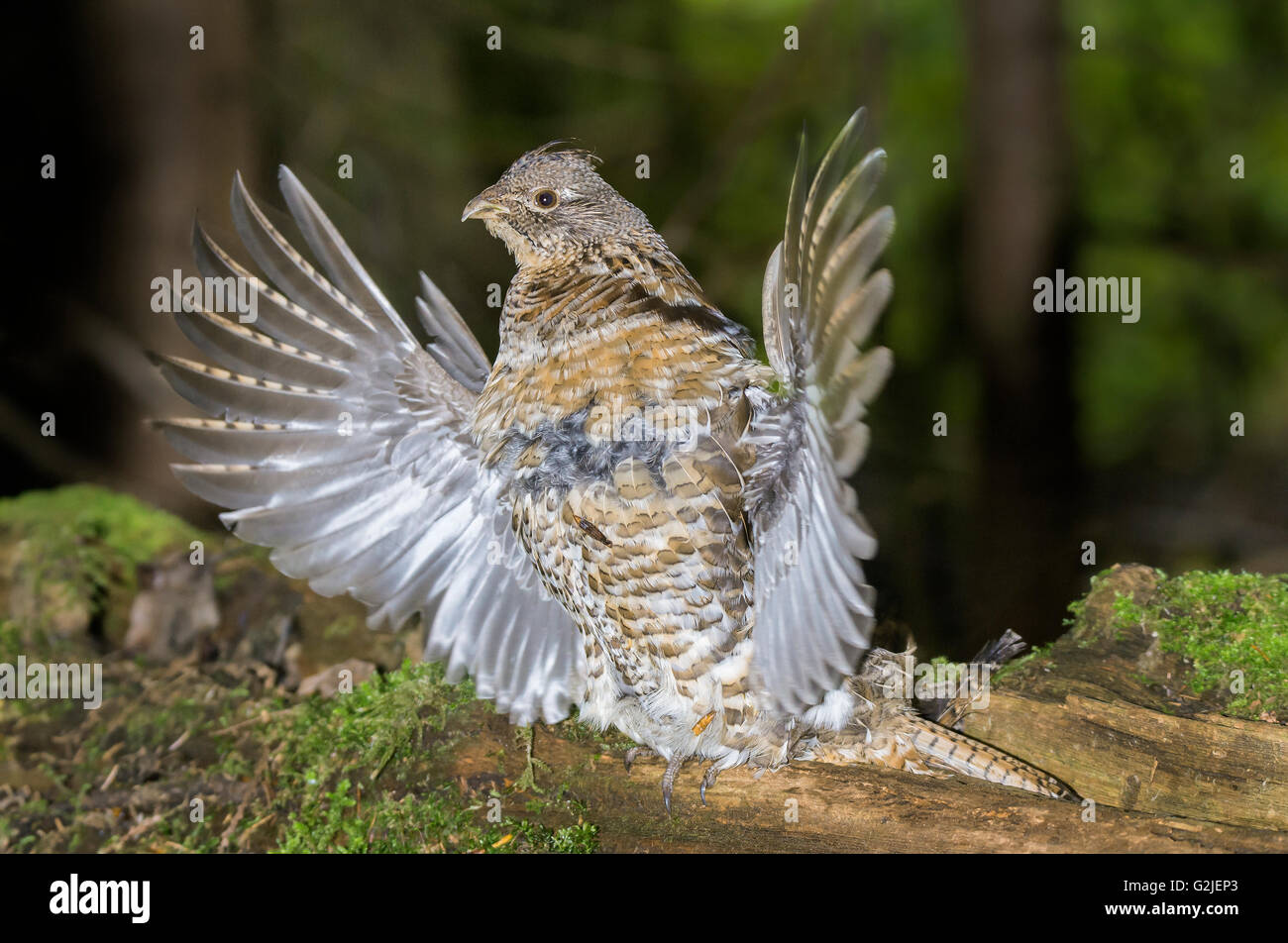 Ruffed grouse drumming log hires stock photography and images Alamy