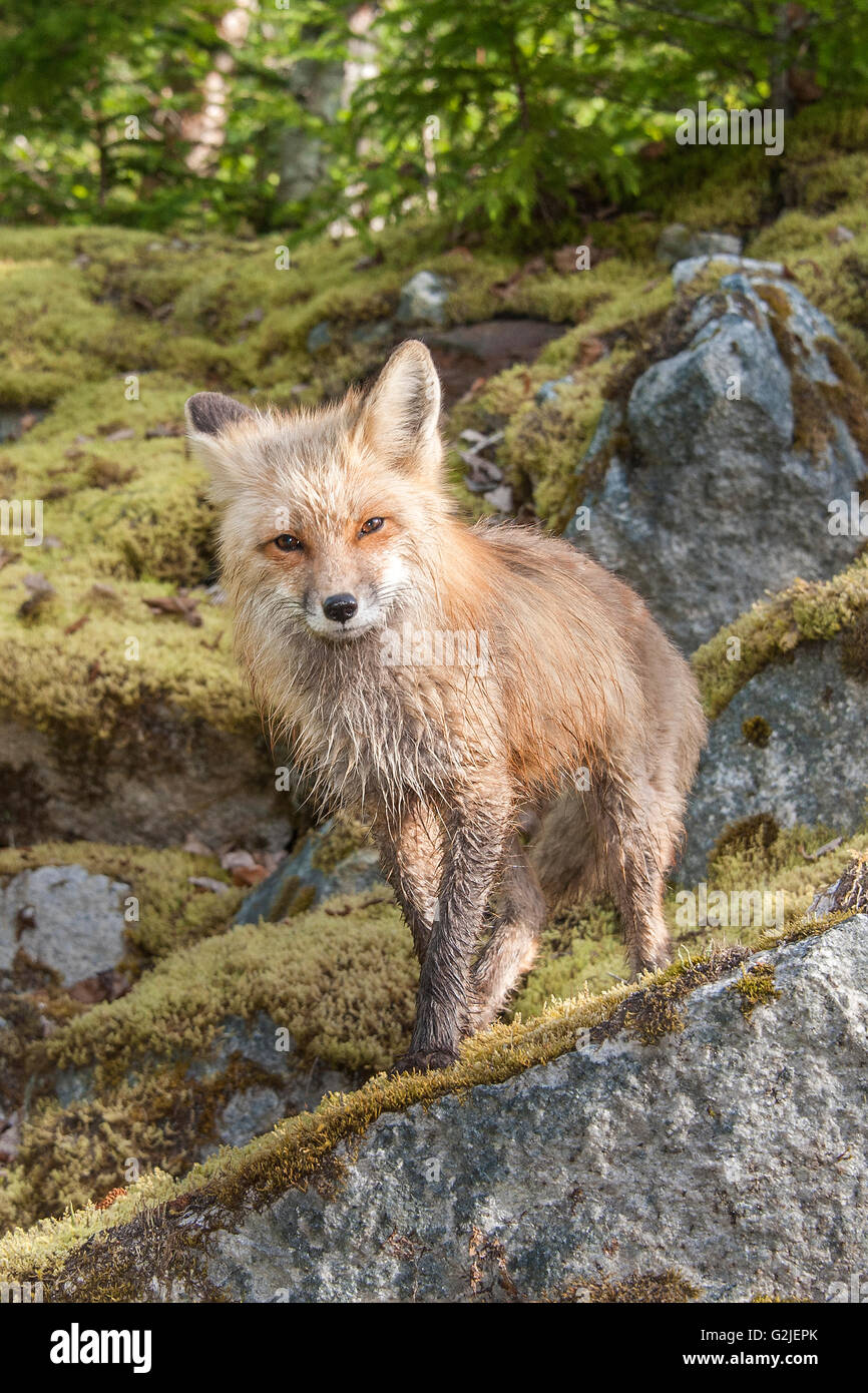 Red fox (Vulpes vulpes), temperate rainforest, coastal British Columbia,  Canada Stock Photo - Alamy