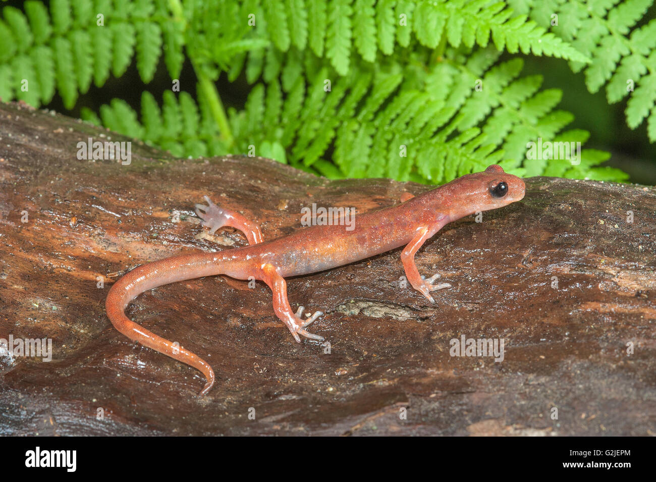 Ensatina (Red Salamander) (Ensatina eschscholtzii), temperate rainforest, central coast British