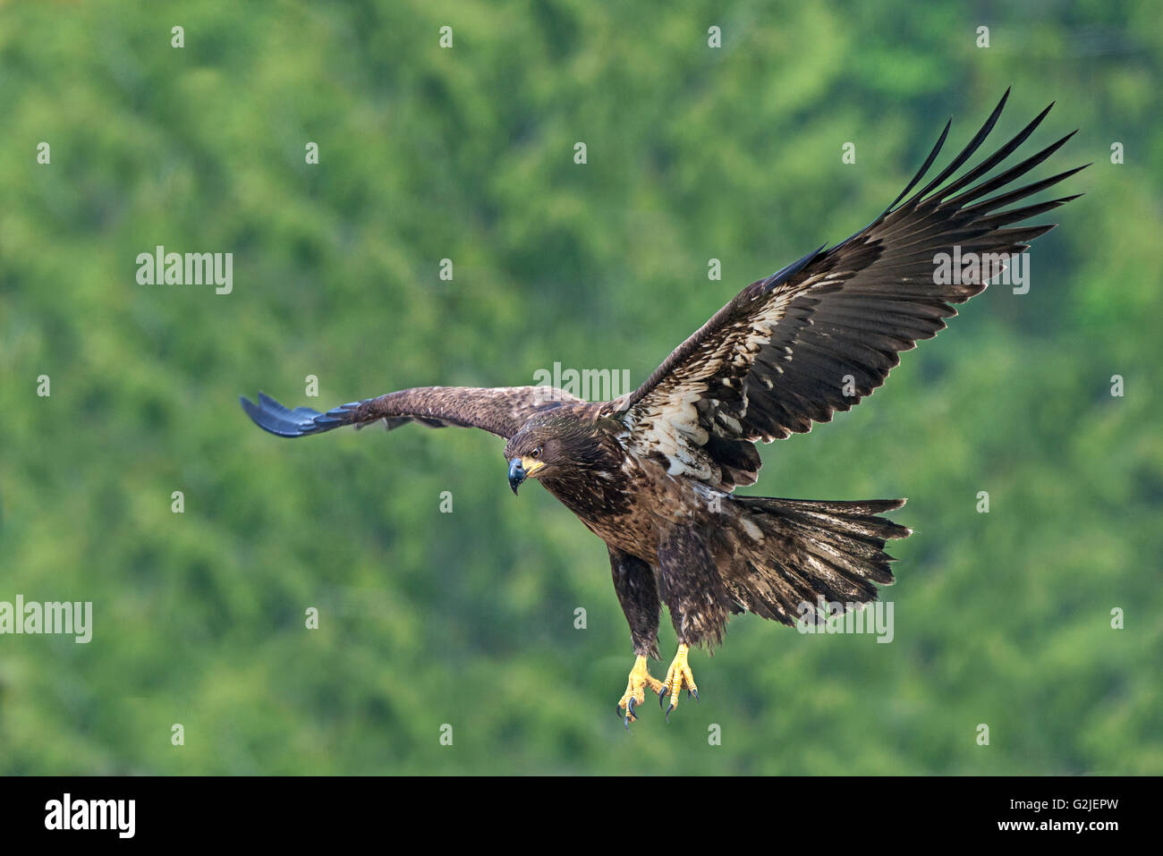 Juvenile bald eagle (Haliaeetus leucocephalus) landing, temperate rainforest, coastal British Columbia, Canada Stock Photo