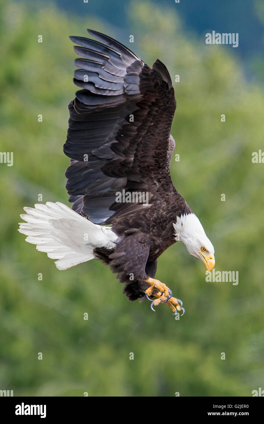Adult bald eagle (Haliaeetus leucocephalus) landing, temperate rainforest, coastal British Columbia, Canada Stock Photo