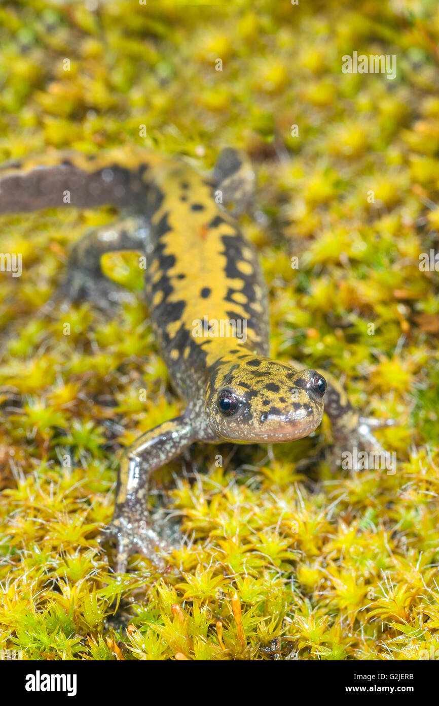 Long-toed salamander (Ambystoma macrodactylum), southern Okanagan Valley, Oliver, British Columbia, Canada Stock Photo