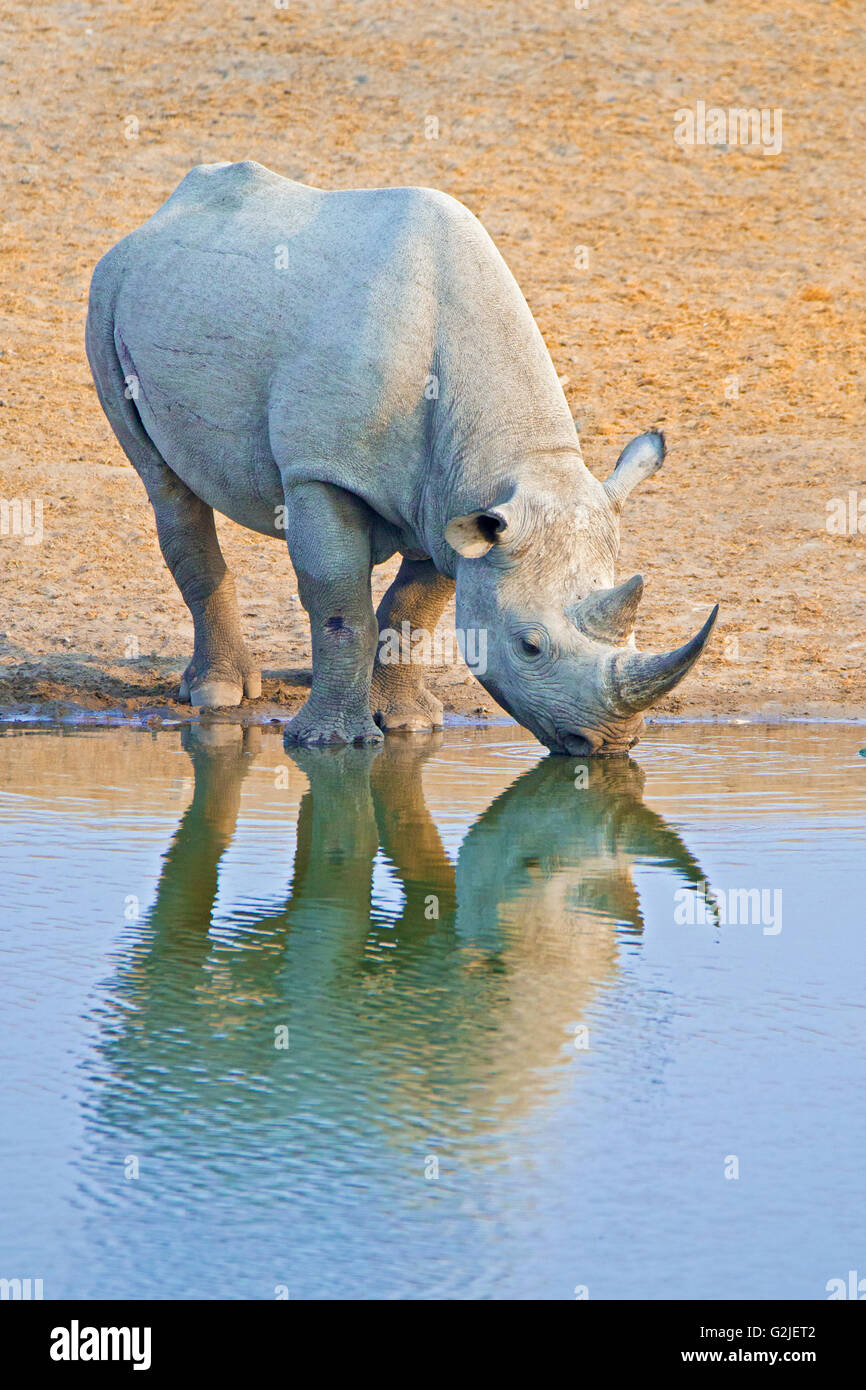 Endangered Black Rhinoceros (Diceros Bicornis), Etosha National Park ...