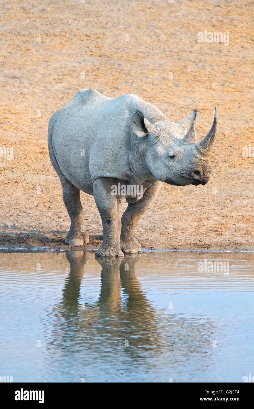 Endangered Black rhinoceros (Diceros bicornis), Etosha National Park, Namibia, southern Africa Stock Photo