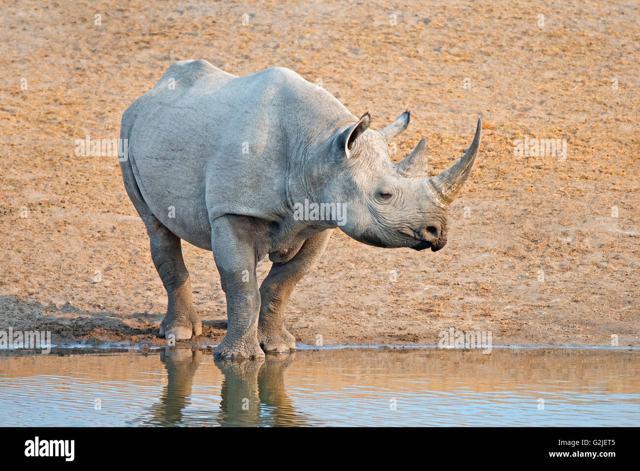 Endangered Black rhinoceros (Diceros bicornis), Etosha National Park, Namibia, southern Africa Stock Photo