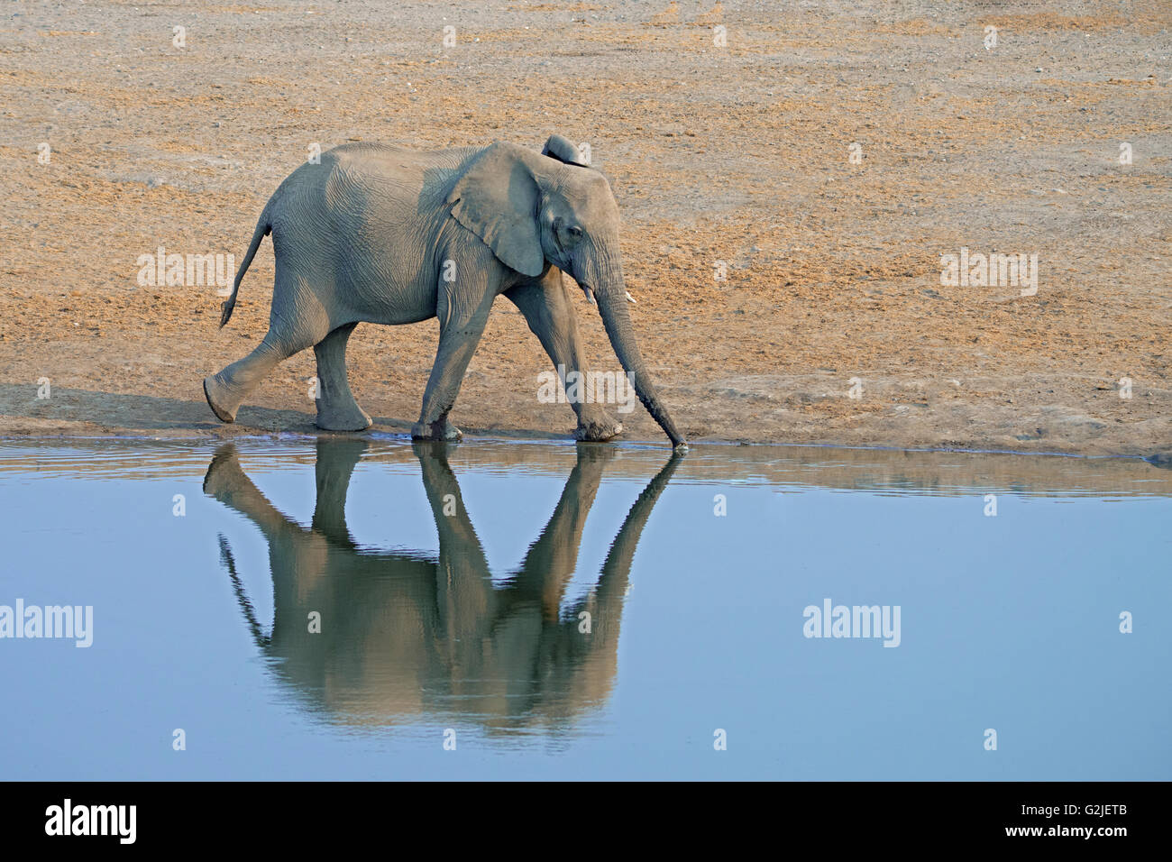 African elephant (Loxodonta africana) family coming to a waterhole to drink, Etosha National Park, Namibia, southern Africa Stock Photo