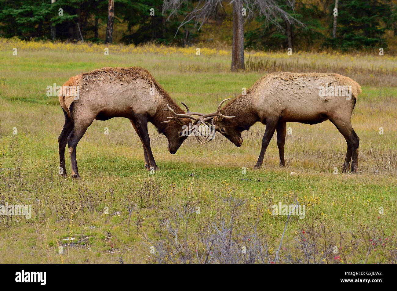 A side view two bull elk Cervus elaphus; pushing shoving other thier antlers in a field in Jasper National Park Alberta Canada Stock Photo