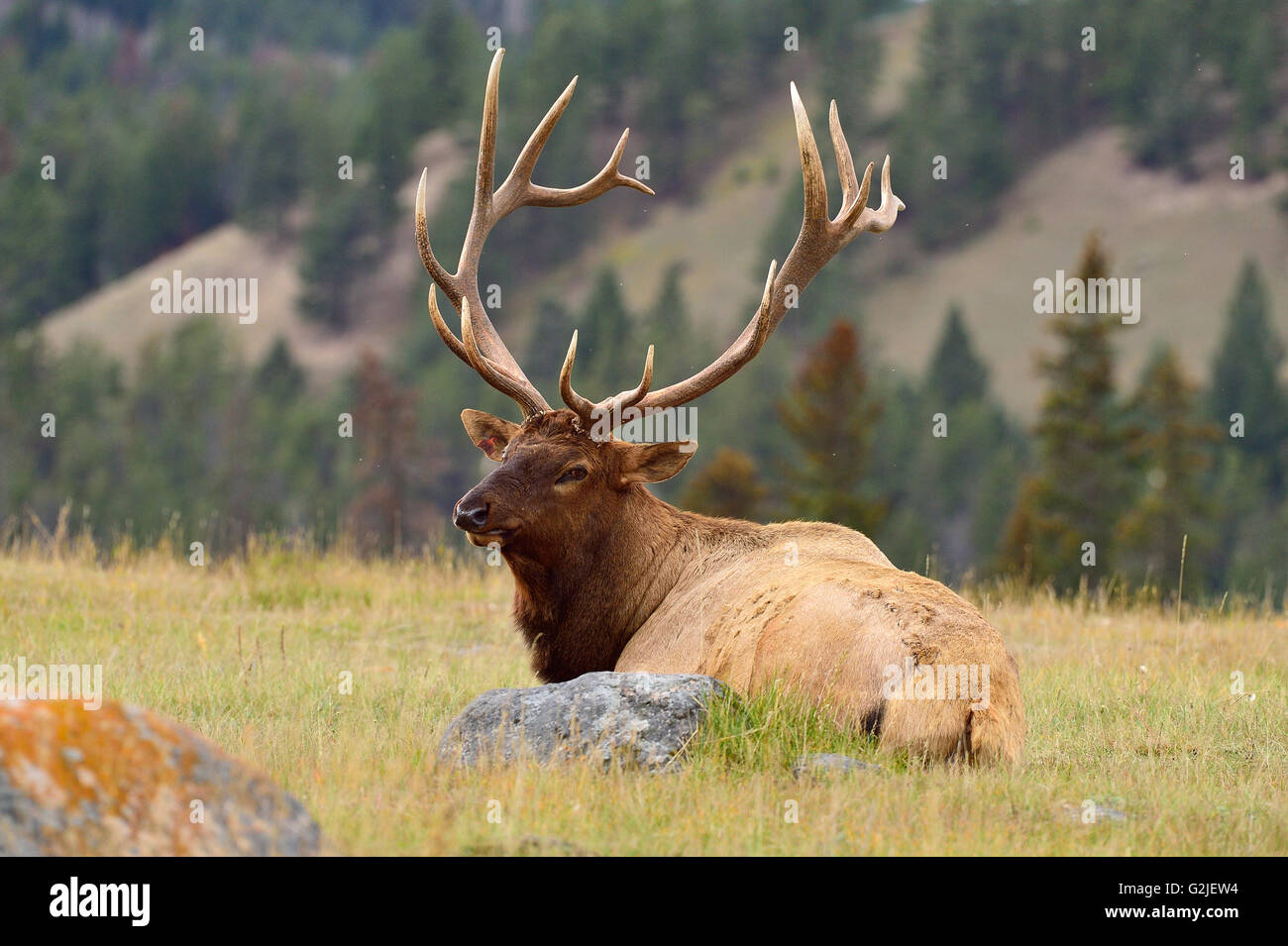 A large bull elk  Cervus elaphus, laying down in a grassey meadow in Jasper National Park, Alberta, Canada Stock Photo