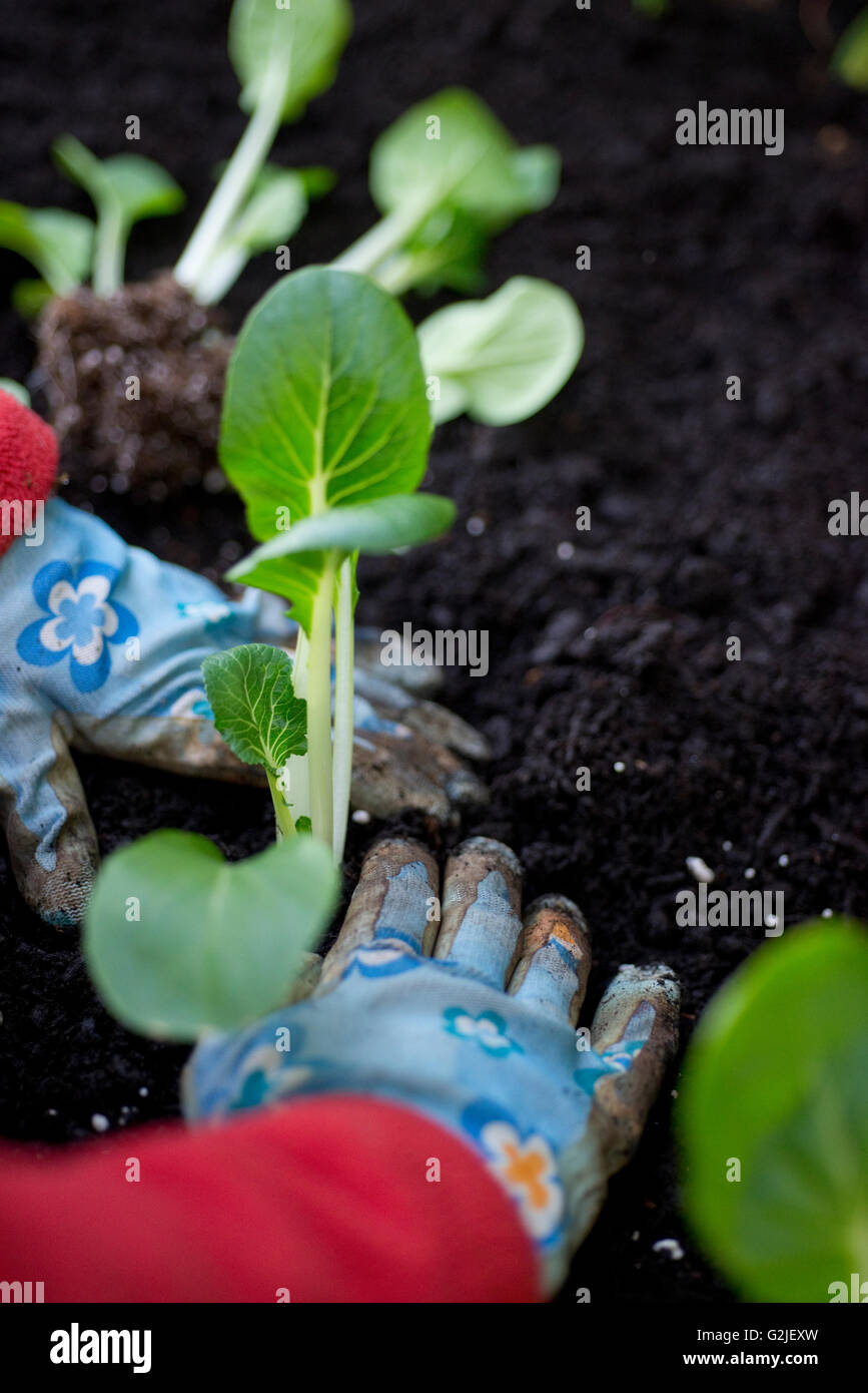 Woman plants vegetables in her home garden. Vancouver, British Columbia, Canada Stock Photo