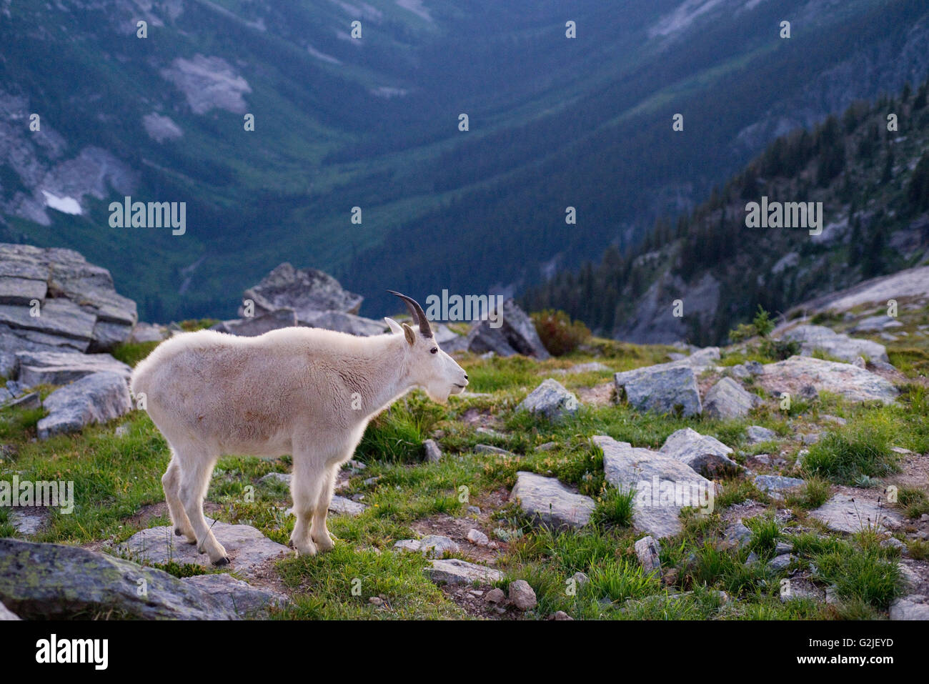 Mountain Goat below Mount Gimli, Selkirk Mountains, Valhalla Provincial Park, British Columbia, Canada Stock Photo