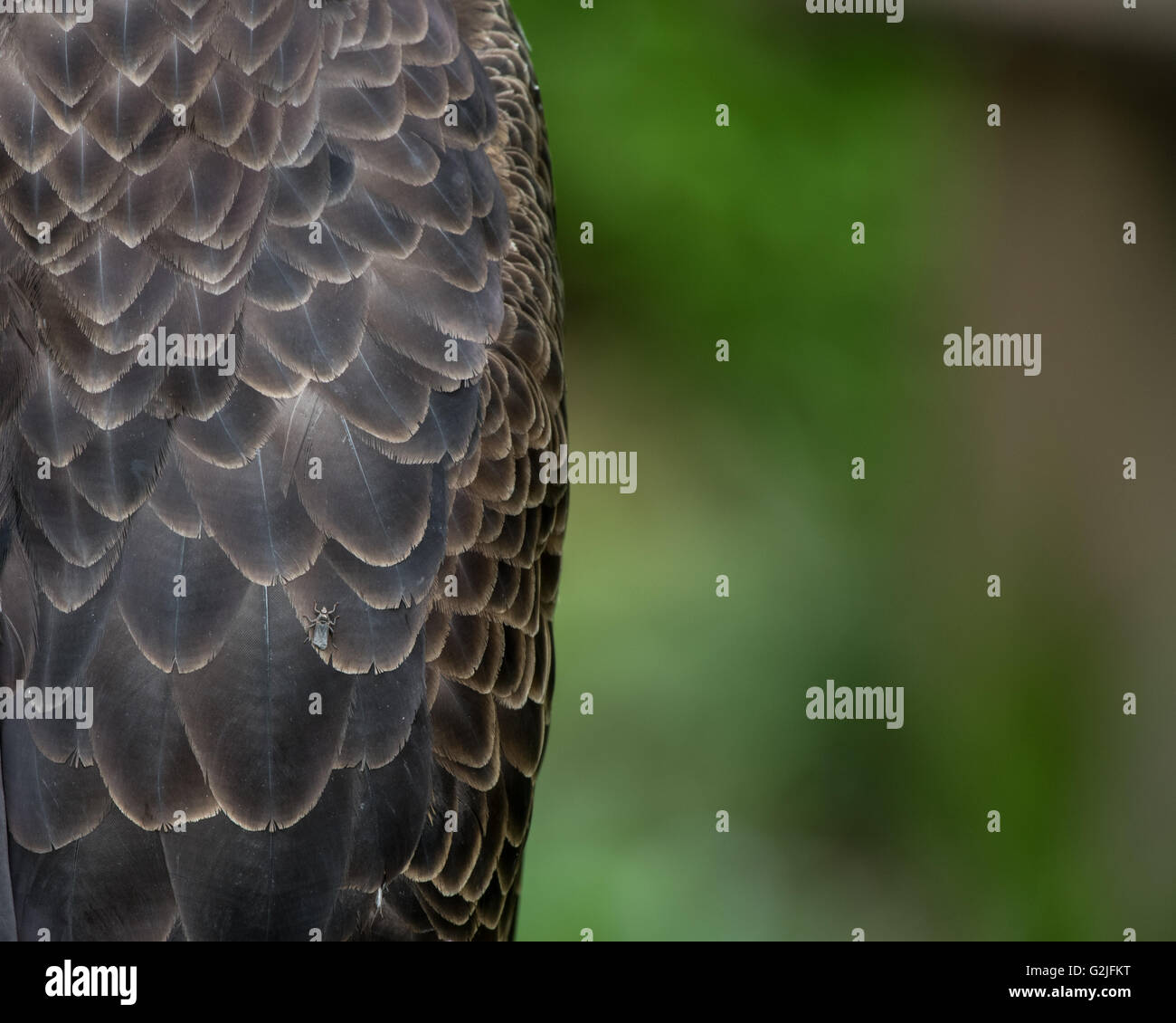 Closeup of a bird's body covered in brown feathers with white edges Stock  Photo - Alamy