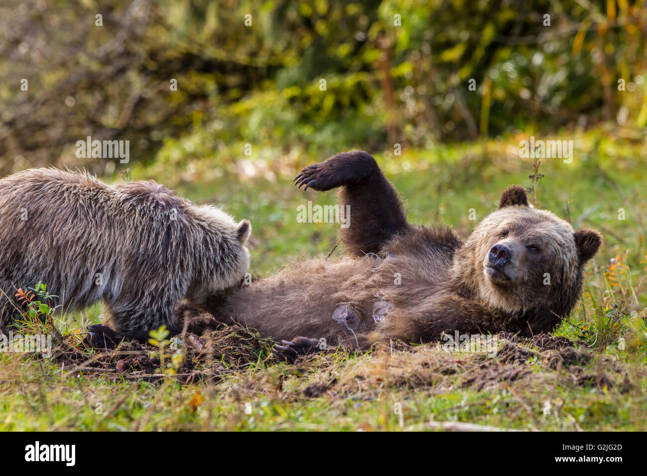 Coastal grizzly bear (Ursus arctos), mom and cub, nursing along shoreline in beautiful Knight Inlet, British Columbia, Canada. Stock Photo