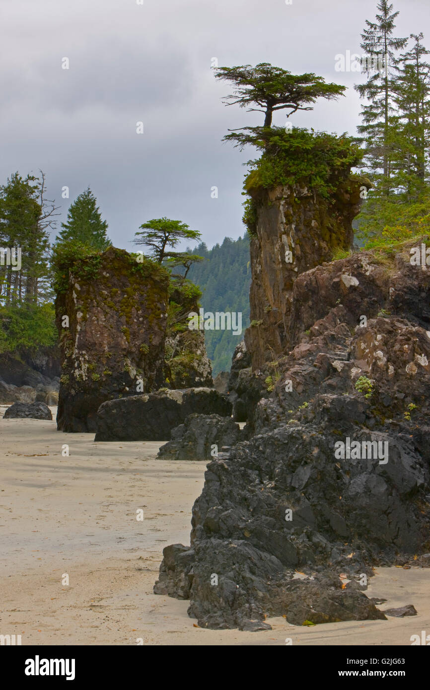 Tree topped sea stacks along rocky shores San Josef Bay in Cape Scott Provincial Park West Coast Northern Vancouver Island Stock Photo