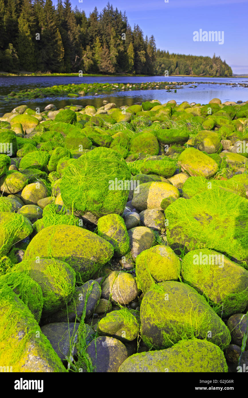 Algae On Rock River High Resolution Stock Photography and Images - Alamy
