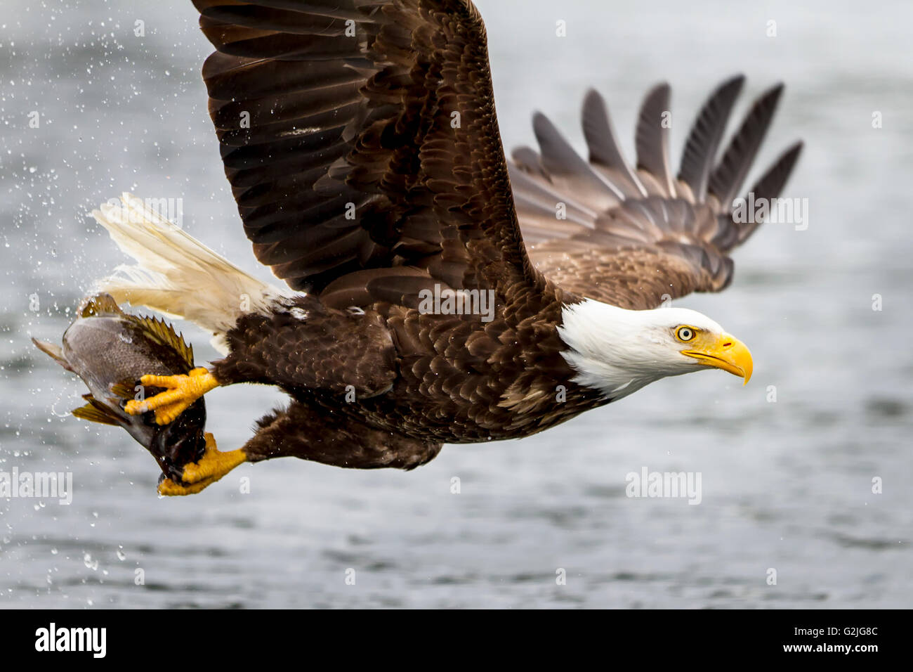Bald eagle flying with fish along the Great Bear Rainforest, British Columbia coast, British Columbia, Canada. Stock Photo